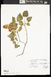 Syringa vulgaris image