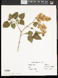 Syringa vulgaris image