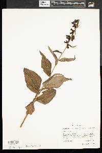 Epipactis helleborine image