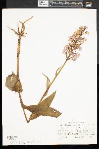 Platanthera psycodes image