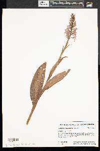 Platanthera psycodes image