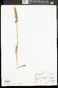 Spiranthes cernua image