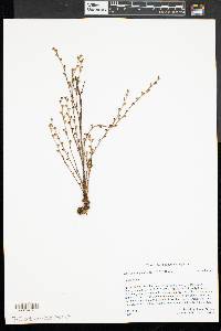 Epifagus virginiana image