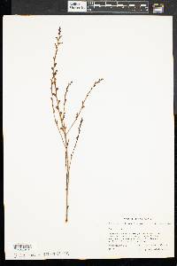 Epifagus virginiana image