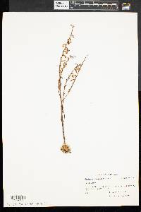 Epifagus virginiana image