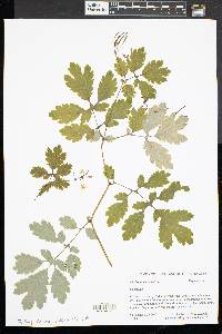 Chelidonium majus image