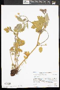 Chelidonium majus image