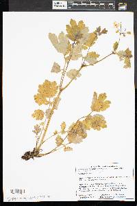 Chelidonium majus image