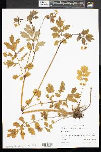 Chelidonium majus image