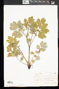 Chelidonium majus image