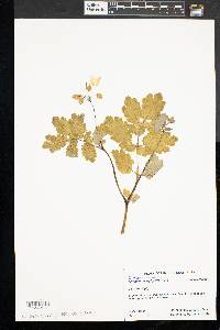 Chelidonium majus image