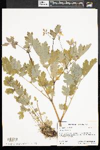 Chelidonium majus image