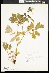 Chelidonium majus image