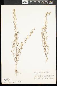 Chaenorhinum minus image