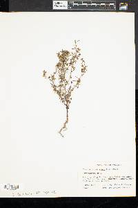 Chaenorhinum minus image