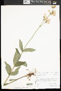 Penstemon digitalis image