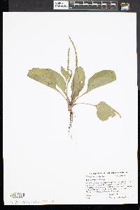 Plantago rugelii image