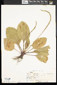 Plantago rugelii image