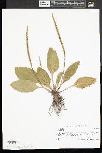 Plantago rugelii image