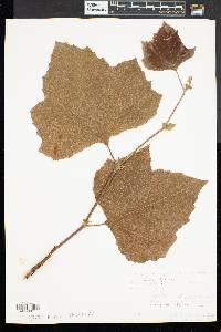 Platanus hybrida image