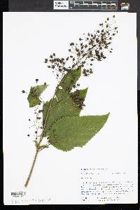 Scrophularia lanceolata image