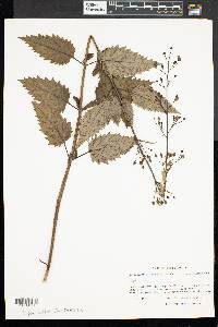 Scrophularia lanceolata image