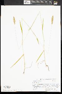 Anthoxanthum odoratum image