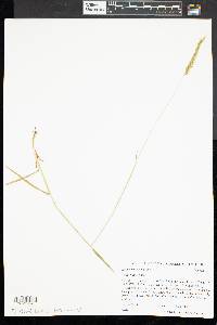 Anthoxanthum odoratum image