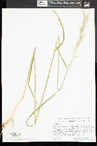 Arrhenatherum elatius image