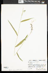 Brachyelytrum erectum image