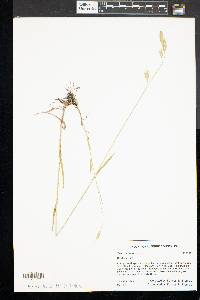 Bromus racemosus image