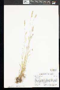 Bromus racemosus image