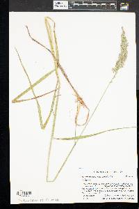 Calamagrostis cinnoides image