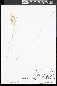 Danthonia compressa image