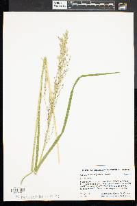 Glyceria melicaria image