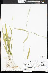 Microstegium vimineum image