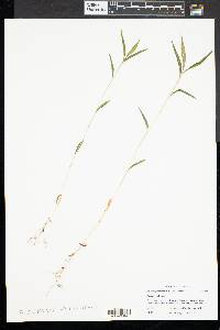 Microstegium vimineum image