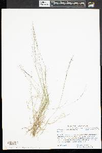 Muhlenbergia uniflora image