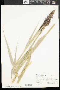 Phragmites australis image