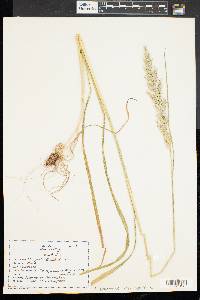 Phragmites australis image