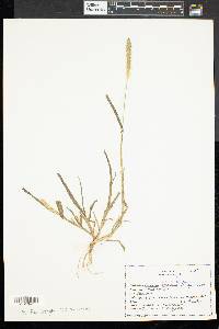 Pennisetum glaucum image