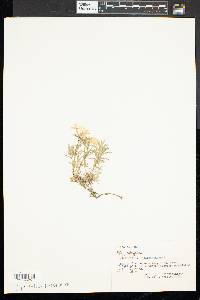 Phlox subulata image