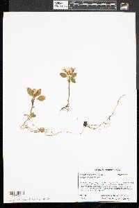 Polygaloides paucifolia image