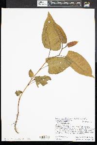 Reynoutria japonica image