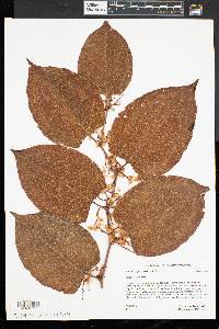 Reynoutria japonica image