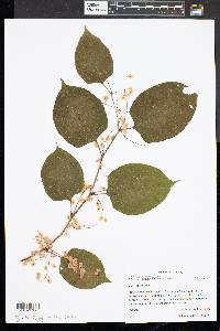 Reynoutria japonica image