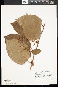 Reynoutria japonica image