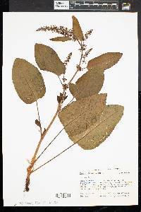 Rumex obtusifolius image