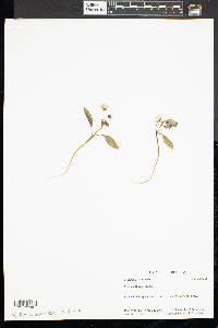 Claytonia caroliniana image