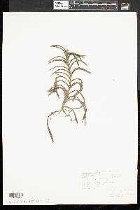 Potamogeton robbinsii image